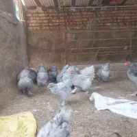 تخم نطفه دار برهما بلو