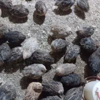 بلدرچین|حیوانات مزرعه|مشهد, کوشک مهدی|دیوار