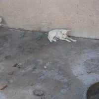 ۲ عدد سگ|سگ|خرمشهر, |دیوار