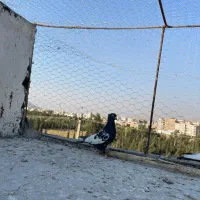 کبوتر هوایی|پرنده|شیراز, میانرود|دیوار