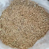 گندم  آبی کیلویی 55تومان