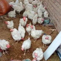 فروش مرغ تخمگذار