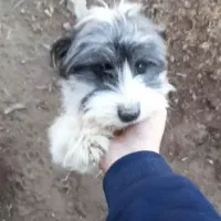 یک جفت شیتزونروماده