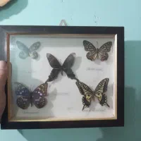 جنس قدیمی|کلکسیون اشیاء عتیقه|اهواز, طالقانی|دیوار