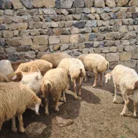 گوسفند بره مغانی اصل