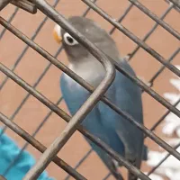 طوطی کتوله نر زیبا