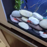 ماهی تایگر بارب