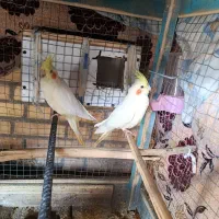 فروش عروس هلندی