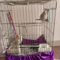 عروس هلندی دوعدد|پرنده|ملایر, |دیوار