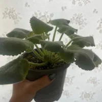 فروش تکی یا عمده گل بنفشه افریقایی|گل و گیاه طبیعی|رشت, باهنر|دیوار