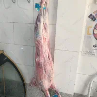 به نام خدا سلام گوشت گوسفند نرینه قلم آبی