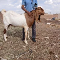 نربز|حیوانات مزرعه|سبزوار, قصبه شرقی|دیوار