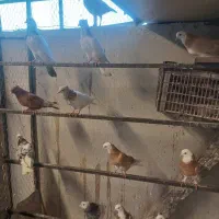 کبوتر فروشی
