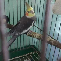 عروس هلندی|پرنده|بندرعباس, |دیوار