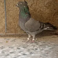 ماده اصفهانی|پرنده|اصفهان, ولدان|دیوار