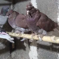 کبوتر|پرنده|گرگان, |دیوار