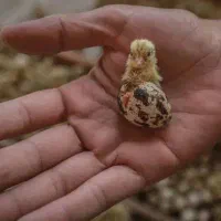 جوجه بلدرچین