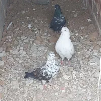 کفتر‌گم‌شده‌