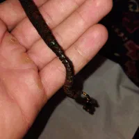 تسبیح هسته خرما