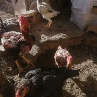 تخم مرغ لاری نطفه دار دونه 30000|حیوانات مزرعه|سبزوار, جهاد کشاورزی|دیوار