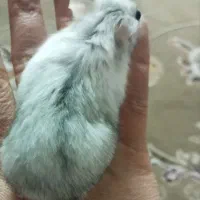 همستر وینتر