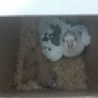 یک جفت عروس هلندی مولد با ستا جوجه