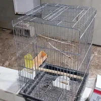 قفس پرنده عروس پاریس
