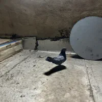کفترسبز سرنج تهرانی