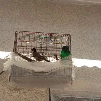 قناری لپ سفیدبخون