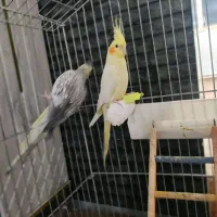 طوطی معاوضه با کفتر|پرنده|الوند, |دیوار