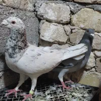 12 کبوتر|پرنده|تایباد, |دیوار