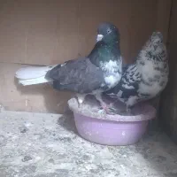 کبوتر دم سفید