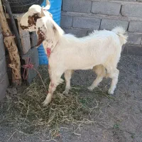 کره رشتی نر