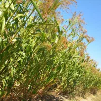 جارو|جاروبرقی، جارو شارژی، بخارشو|فریمان, |دیوار