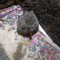 مرغ جوجه دار|حیوانات مزرعه|تاتار علیا, |دیوار