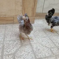 جفت مرغ خروس گلین جوان