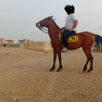 اسب ماده با کره