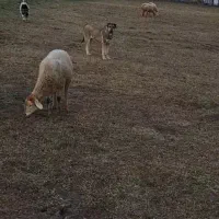 سگ پژدر|سگ|منجوان, |دیوار