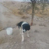 سگ لاس ژرمن و نر شهرکردی صحرایی|سگ|خشت, |دیوار