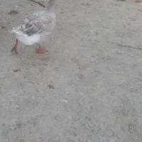 غاز نر و ماده