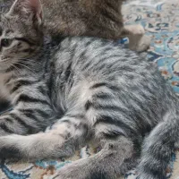 واگذاری بچه گربه دو ماهه|گربه|تهران, تهرانپارس غربی|دیوار