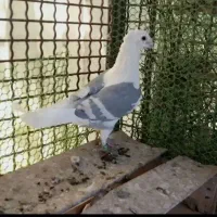 نرماده کویتی|پرنده|تربت‌حیدریه, بی بی حسنیه|دیوار