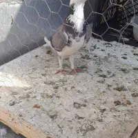 عبلق نر|پرنده|نگین شهر, |دیوار