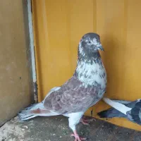 چند تا کفتر عالی|پرنده|رباط‌کریم, رباط‌کریم|دیوار