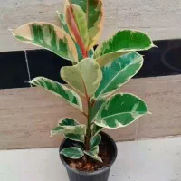فیکوس لیراتا برگ پهن خوشگل قیمت فقط ۲۵۰تومن|گل و گیاه طبیعی|رشت, عینک|دیوار