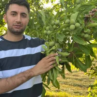 توزیع نهال گردو جمال شناسه دار