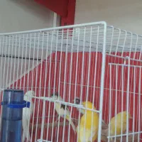 قناری مست|پرنده|قوچان, |دیوار