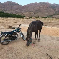 کره اسب مادیان|اسب و تجهیزات اسبسواری|کرمانشاه, |دیوار