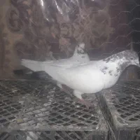 کبوتر
