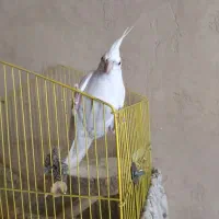 پرنده عروس هلندی ماده آلبینو
